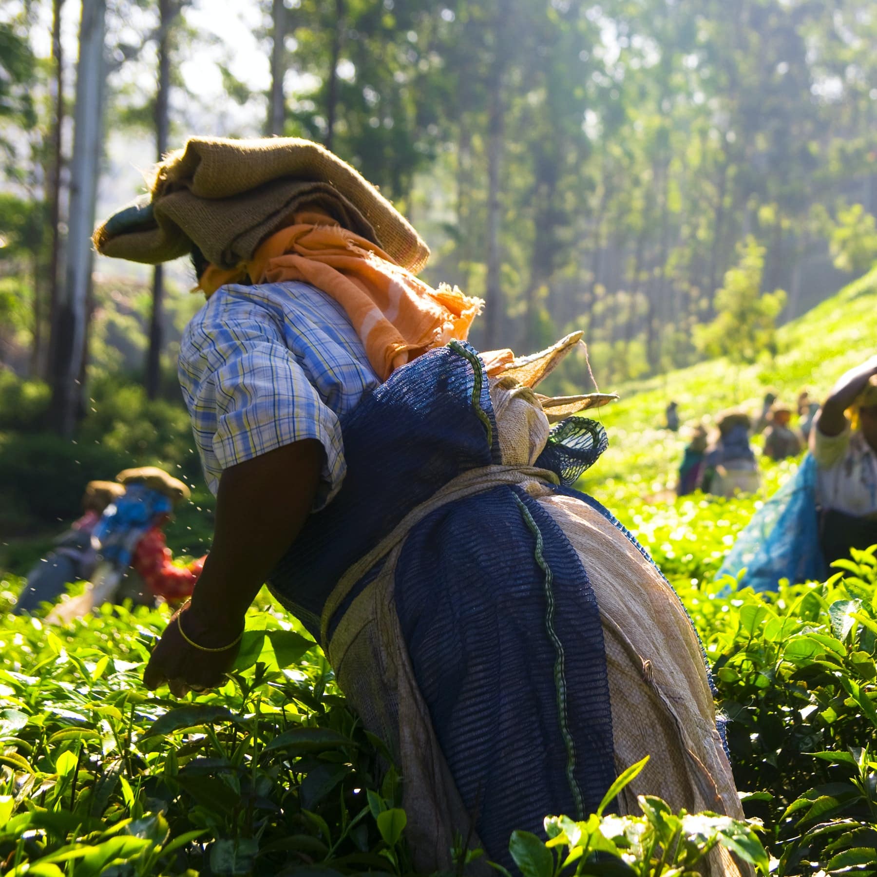 Tea Pickers Working at Kerela India